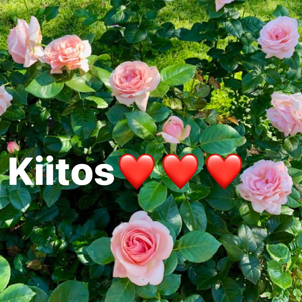 Kiitos luottamuksesta!