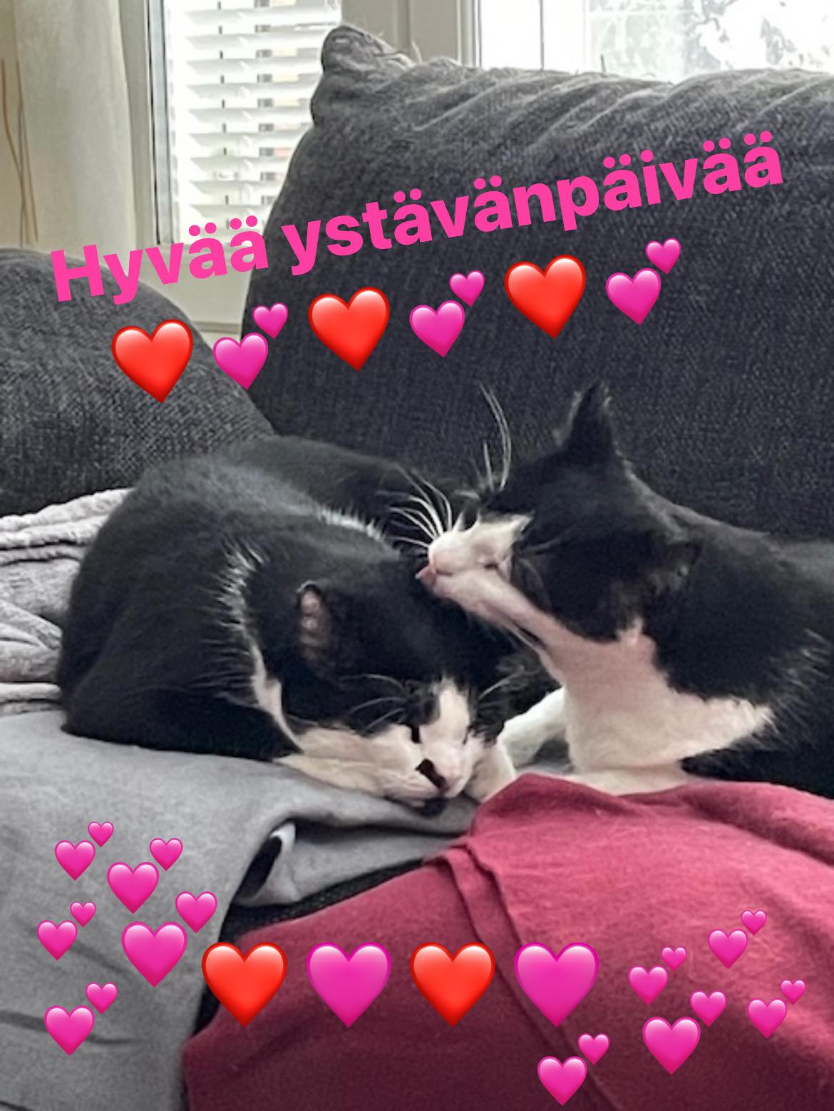 Hyvää Ystävänpäivää!