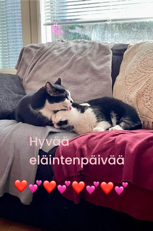 Hyvää Eläinten päivää
