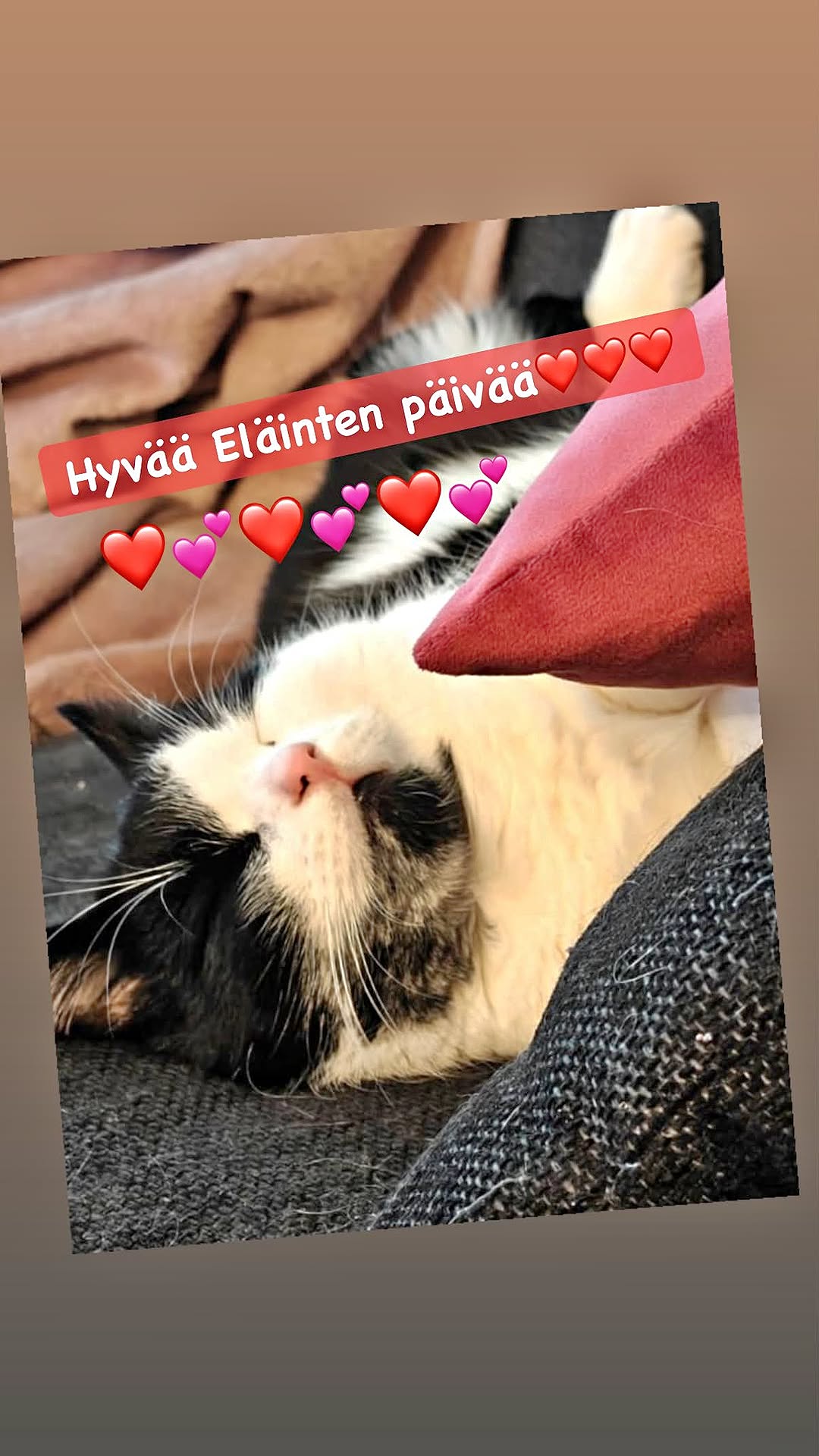 Hyvää kansainvälistä Eläinten päivää